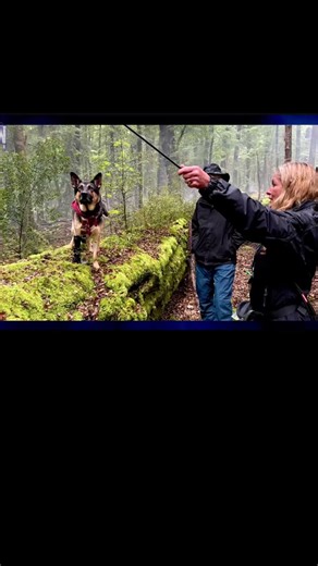 How UBER Became Brad Pitt’s Canine Co-Star in Heart of the Beast 🐕🎬