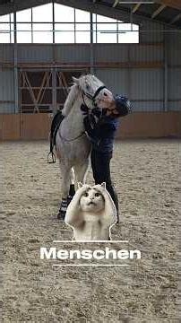 #horse #tinker #equestrian #equestrianjourney #pferde #pony #story
