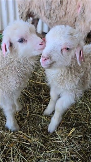 Norway's famous lamb has a family 🥹🐑 | Vikinger