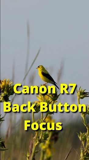 This ONE Setting Fixed My Missed Bird Shots #canonr7 #birdphotography