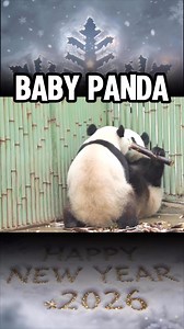 🐼🎋 Look! Two panda cubs fight over a bamboo shoot—whoever grabs it wins! 😂❤️ #PandaRivalry #BambooBattle #TooCute | Eastern Pulse