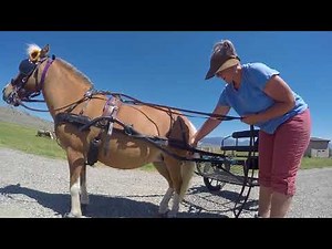 How to Hitch Your Horse to Your Vehicle