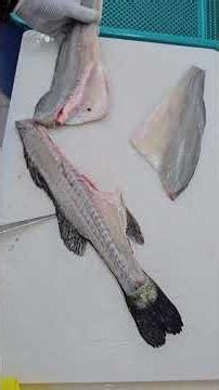 How to Fillet Sea Bass for Perfect Sashimi 🔪✨
