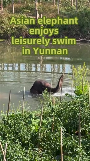Asian Elephant's Swimming Skills in Xishuangbanna