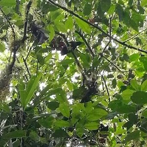 3.1K views · 48 reactions | Umbrellabird! The Bare-necked...