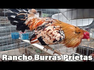 Shamo Hennie Asil YLH Jap Rancho Burras Prietas