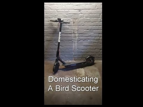 Domesticating a Bird Scooter!