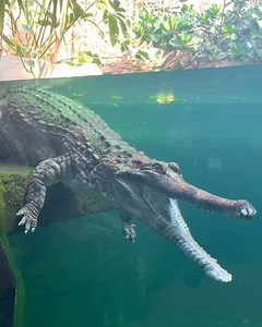 This place is a TROPICAL PARADISE! 🌴☀️ The islands of South East Asia... but right here in Chester! 🤯 | Chester Zoo