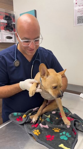 Lt. Dan reporting for duty… as our newest sanctuary resident!🐾 Dr. Mike at @canyonlakeveterinaryhospital gave him the full VIP checkup (X-rays included!🩻) and we found out his spine has an old compression—likely trauma. The good news? No pain, just a different way to get around! He may be paralyzed, but this little guy is all smiles and officially a resident at Lucky Chi Ranch. Welcome home, Lt. Dan! 🎉🙌 | Lucky Chi Dog Rescue