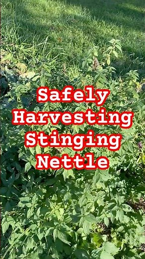 Growing Stinging Nettle for Harvest #garden #homesteadgarden #homesteading
