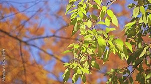 Celtis australis, commonly known as European nettle tree, Mediterranean hackberry, lote tree, or honeyberry, is deciduous tree native to Southern Europe, North Africa, and Asia Minor.