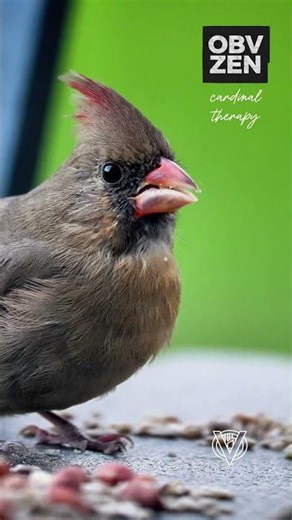 Female Cardinal at the Adirondack Bar