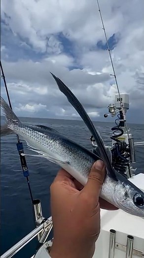 Why These Fish Fly #shortsfeed #factshindi #factshorts #fishfacts