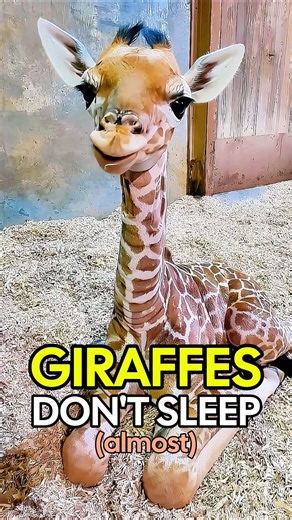 Giraffes sleep less than 2 hours a day #animals #wildlife #shorts