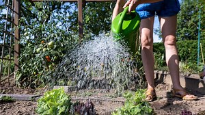 Blumenerde im WDR-Test: Fast alle Produkte fallen im Labor durch