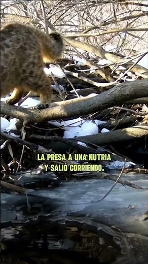 An Amur leopard steals a fish from an otter
