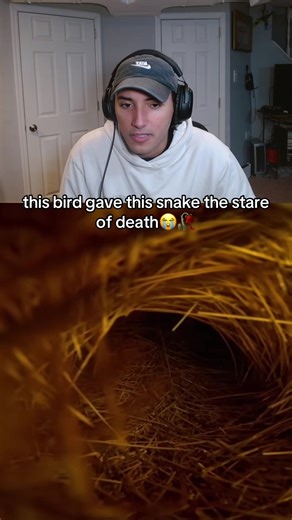 Bird's Intense Stare at Snake Goes Viral