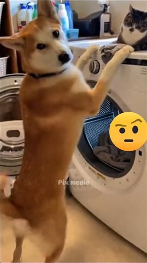 I caught my pets doing laundry?! 😱🧼 #dogshorts #catvideo #funnyreels #funnycats