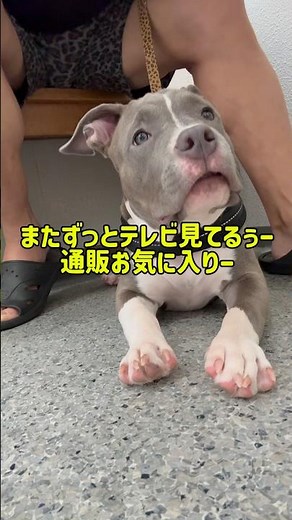 {Harami is 4 Months Old} The 3rd Vaccination.