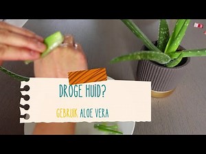 Droge huid? Gebruik je Aloë vera plant.