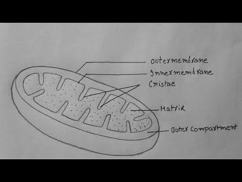 How to draw the diagram of mitochondria //easy steps by step for beginners