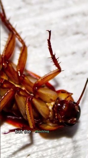 Shocking Facts About Cockroaches You Didn’t Know