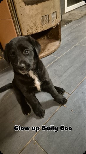 Lizzy and Bailey | I went from this… to this. ✨ 2025 gave us chaos, lessons, growth and one very determined little puppy. She started the year tiny, clumsy... | Instagram