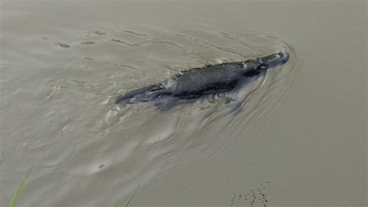 Ipswich’s pioneering environmental DNA (eDNA) monitoring program is now part of the largest research initiative into platypus and native aquatic species in Queensland, spanning waterways across all 11 South East Queensland councils. The $1.2 million Resilient Rivers SEQ eDNA monitoring program will collect data from more than 200 locations to drive a coordinated regional effort to protect our native wildlife. This new funding will expand on 300 sites already surveyed through Wildlife Queensland’