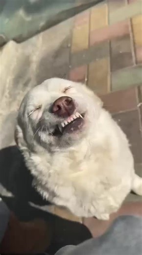 #timeforlunch #dog #🐕 #funny #fyp