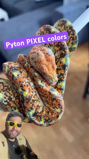 Morelia viridis - Green tree python bred in captivity has vibrant colors.