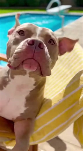 The Poolside Prank War 🐶😂 #funny #chihuahuafanclub #cuteanimal