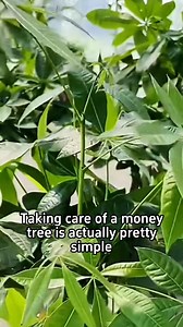 #indoorplants #homegarden #plantcare #gardening #plants #caretips #indoorgarden #houseplants #gardentips #gardenproject #gardening101 #plantcaretips #planttips #hydrangeas #propagate #propagateplants | Garden Tips