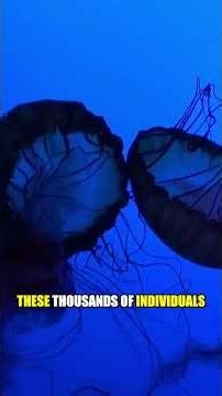 The 150-Foot Ocean Monster With No Brain