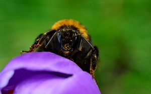 About Bumblebees - Bumblebee Conservation Trust