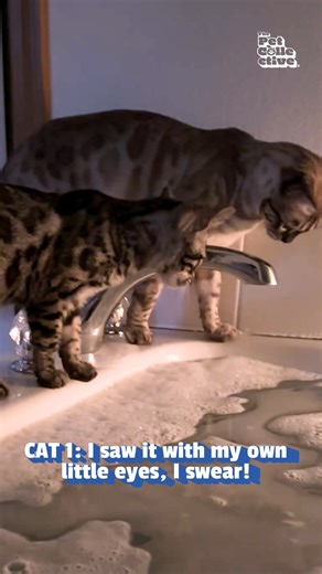 So that's why cats are afraid of the tub 🤣🦶🙀 #catcam #Cats #Funny #CatsVsWater #CatLife #CatMemes #Cat | The Pet Collective