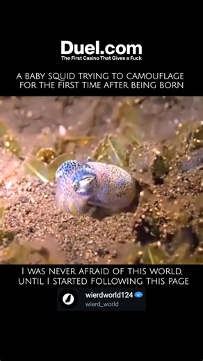 wierd_world on Instagram: "The squid is an incredibly diverse and fascinating marine animal. ​To give you the most satisfying answer, what about squid are you most interested in? For example, would you like to know about their: ​Biology and Anatomy (like their three hearts, blue blood, or internal shell)? ​Intelligence and Behavior (such as their complex camouflage and communication)? ​Culinary uses (like Calamari)? ​The Giant and Colossal Squid (the truly massive species of the deep)? ​Let me k