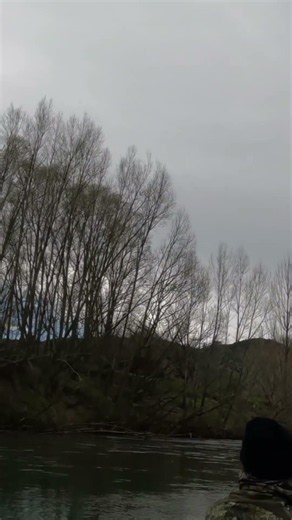 Pukeko Hunting: The training worked!