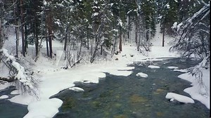Beautiful snow scene forest in winter. Flying over of river and pine trees covered with snow.