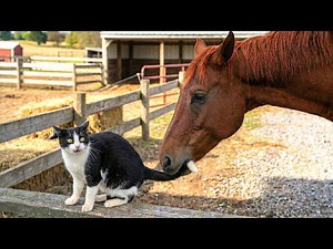 Funny Cat Moments 🐱😂 | Cats & Animals That Will Make You Laugh | 2026 Compilation