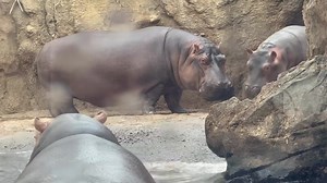 328K views · 10K reactions | Wild times in Hippo Cove. 鍊 This great video is brought to you by Great American Insurance Group | Cincinnati Zoo & Botanical Garden | Facebook