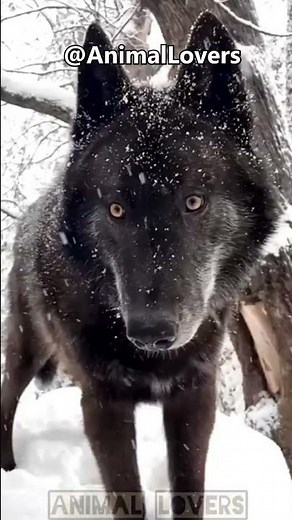 Origins of Black Wolves
