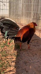 11K views · 1.1K reactions | Pure sweater brood pair donated to CA. Gamefowl association for Oct 21 auction . | Carroll Gamefarm | Facebook