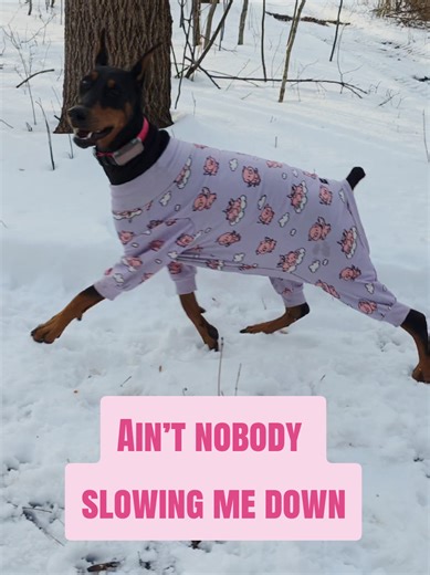 These pajamas are made for dogs who do not sit still. Soft, warm, stretchy, and built to move without pulling or stiffness. The SparkPaws flying piggy jammies keep Kaia cozy while she does her thing. Sizes go fast, especially in winter. Shop them now while your size is still in stock. #sparkpaws #dogpajamas #tiktokshopfinds #dogmomlife #winterdogwear