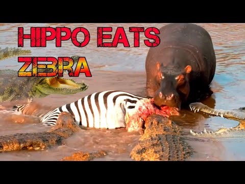 Hippo EATS Zebra Meat | Shocking Rare Animal Behavior Caught on Camera. #animals #wildlife