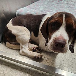 Pontiac, MI - Beagle. Meet Peter a Pet for Adoption - AdoptaPet.com