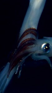 A male squid grabs a female and his tentacles flash red. | Nature | PBS