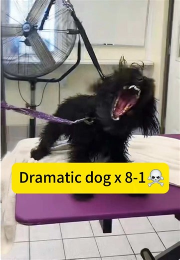 Dramatic Dog Moments That Will Make You Laugh