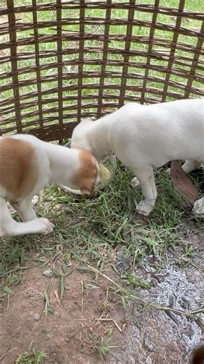 Gorgeous Puppies Eating #puppy #pistenbully #eating #frenchbulldog #dog