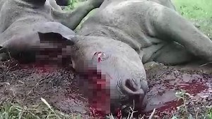 Sickening footage of rhinos after poachers cut off their horns