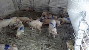 Clinical case: Sodium ion toxicosis in pigs after transport